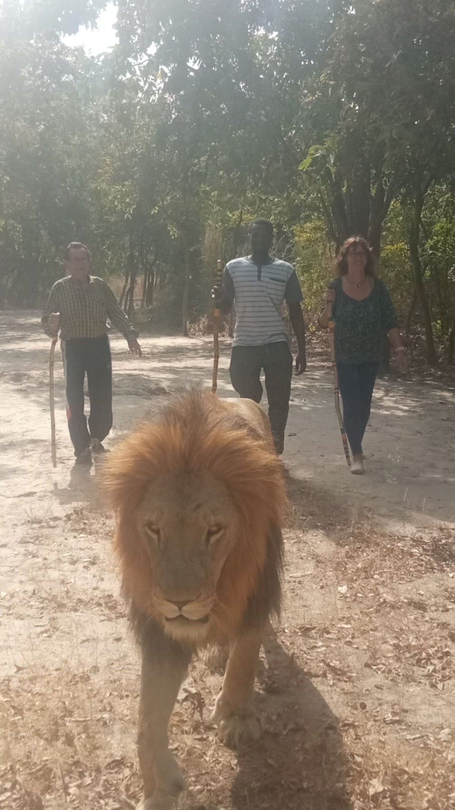 Paseando con un león