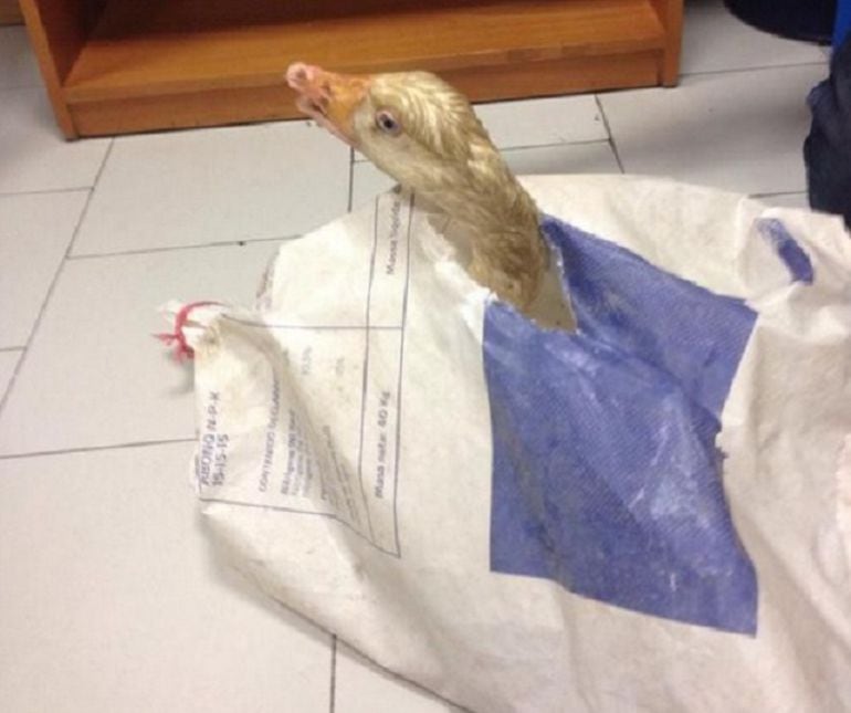 Pato encontrado hoy en la inspección de un restaurante en Usera