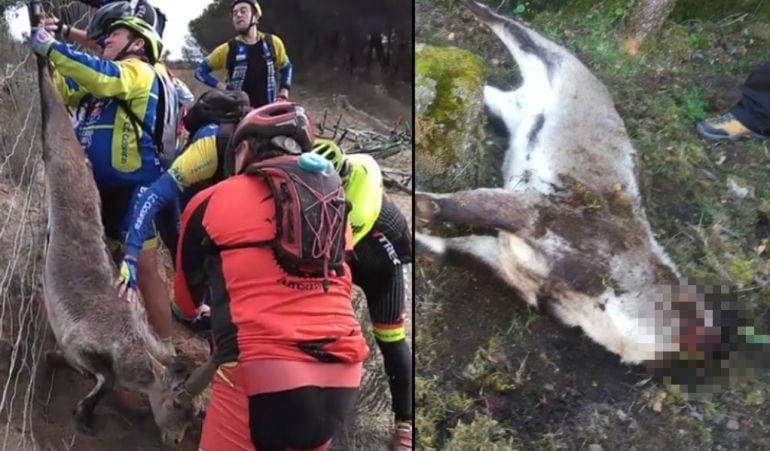 A la izquierda, la buena volunta de los ciclistas de ‘Ciclópatas’ intentando liberar al animal; a la derecha, el cuerpo sin vida y decapitado del mismo encontrado un día despúes