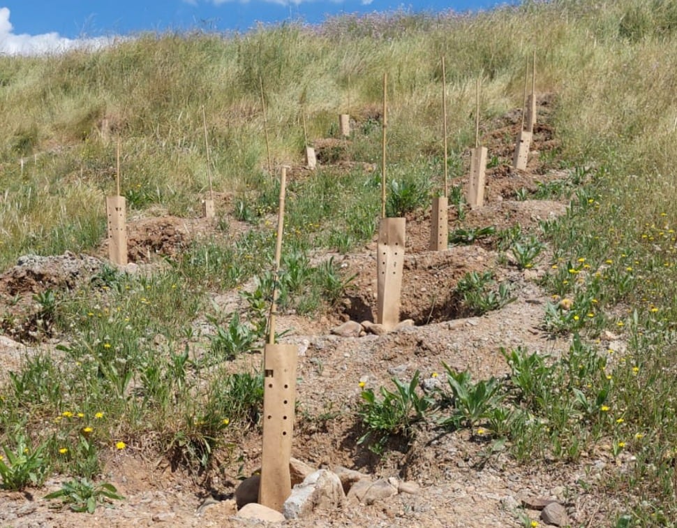 Momento de la plantación