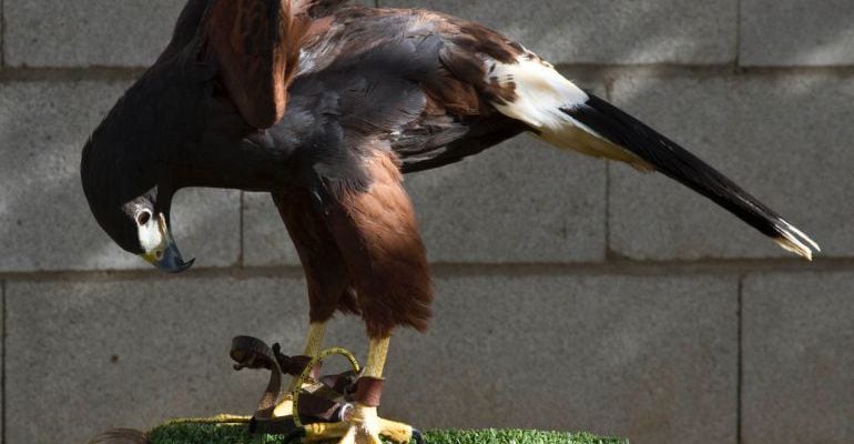 El centro tiene como objetivo conservar la fauna autóctona