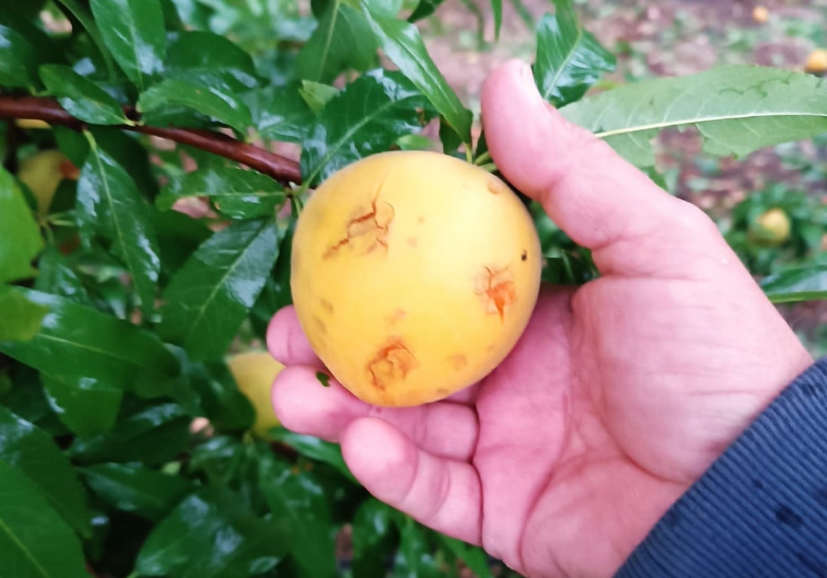 Daños por el pedrisco en la fruta de hueso