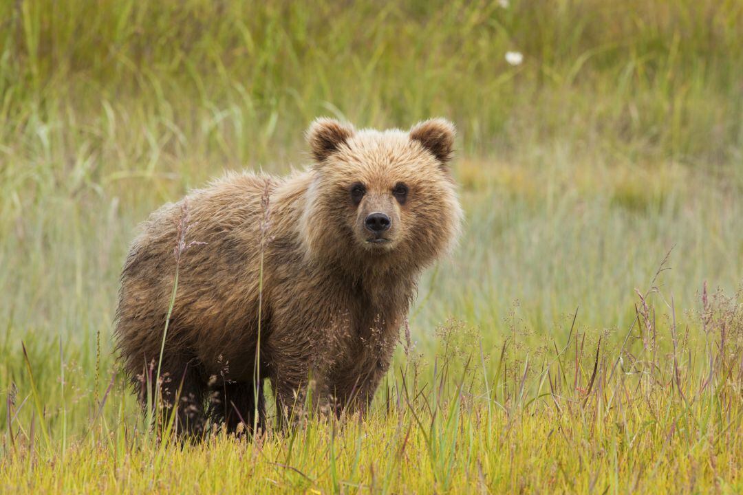 Cachorro de oso