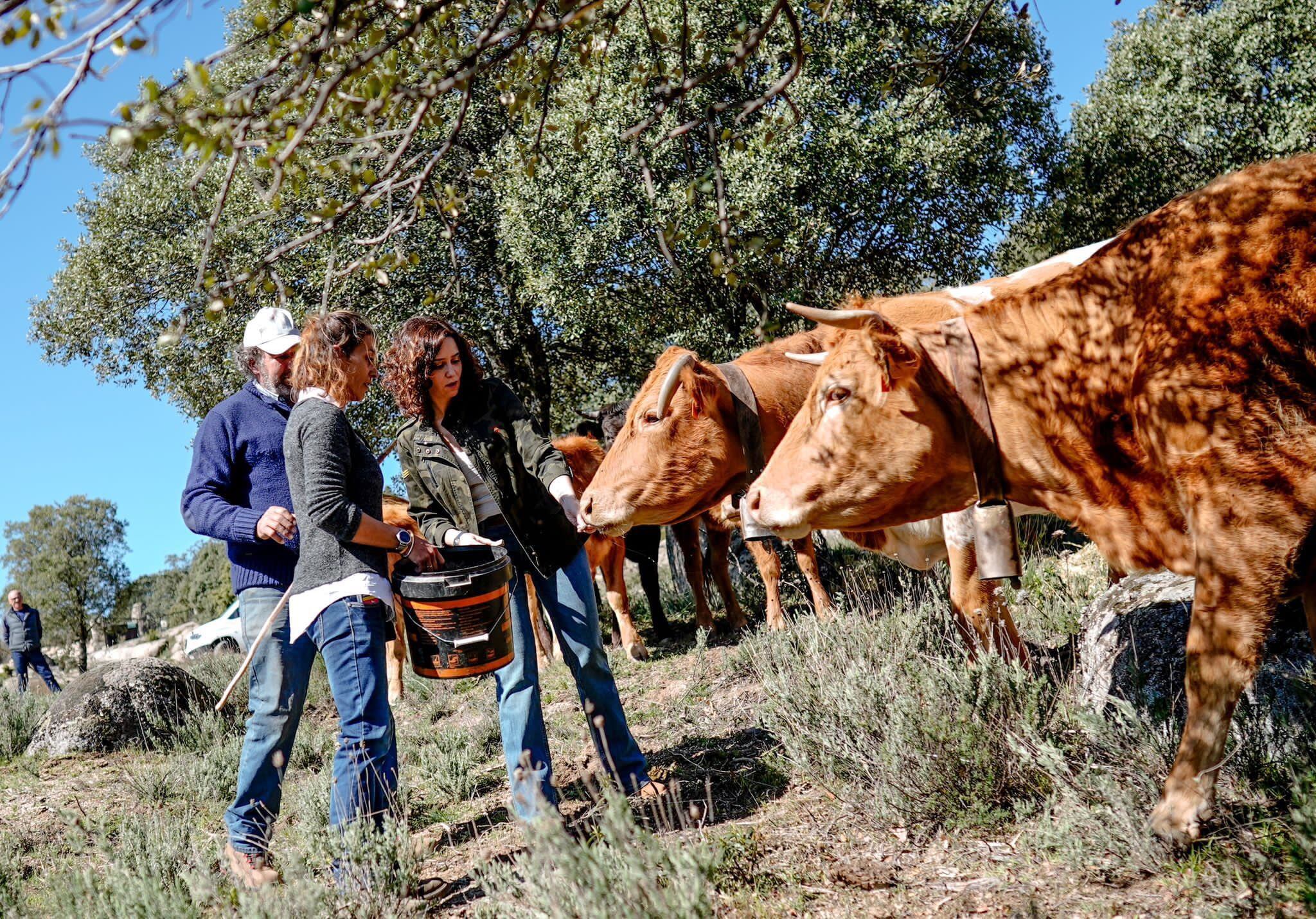 Isabel Díaz Ayuso ha visitado La Cabrera para conocer la labor del ganado que se come el pasto, limpiando los montes y reduciendo el riesgo de incendio