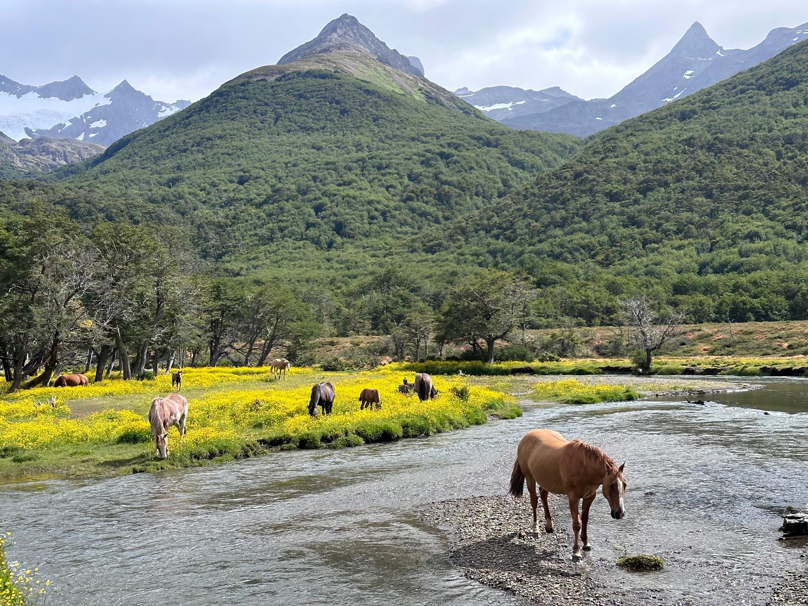 Raúl Vicedo, un forajido en la Patagonia