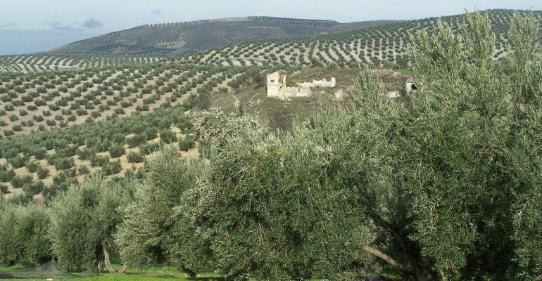 Olivar de montaña en la provincia de Jaén.