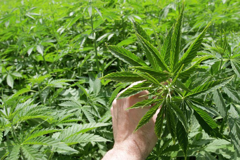 Piden la regulación del uso del cannabis con propiedades terapéuticas