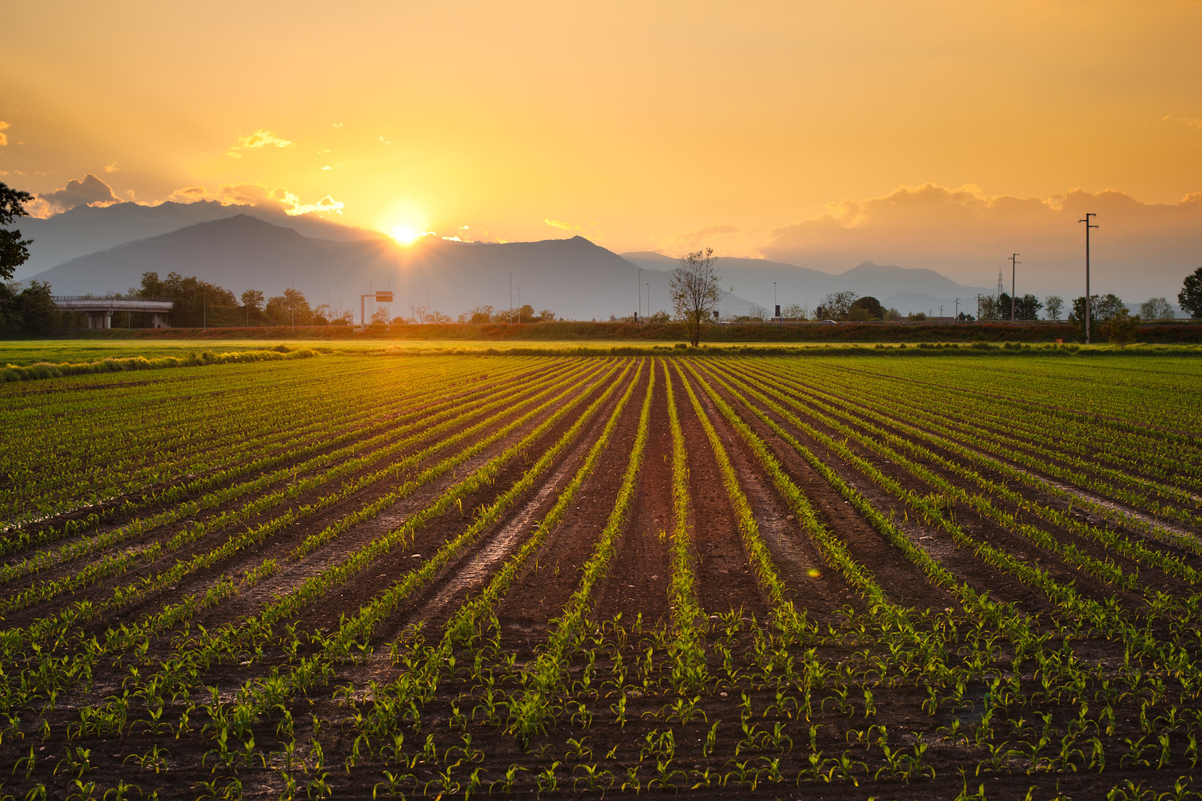 Sunset seen over paddy fields.