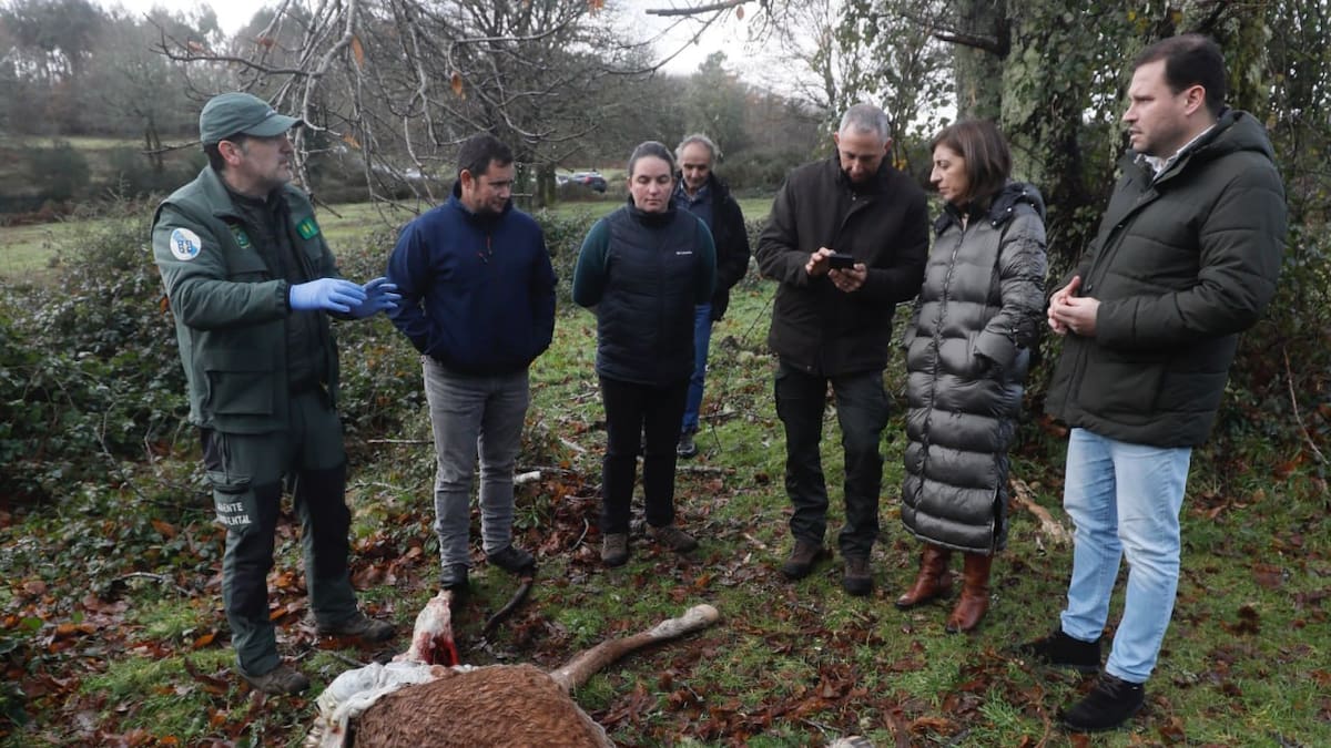 La Xunta convoca ayudas para el sector ganadero ante los ataques del lobo