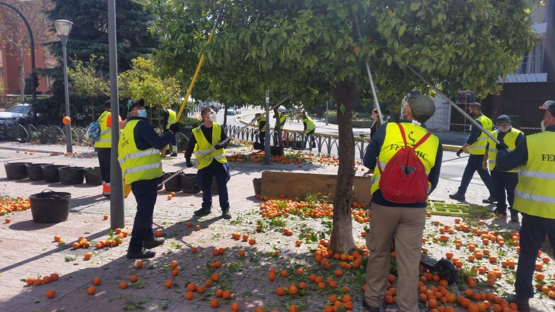 Recogida de mnaranjas amargas