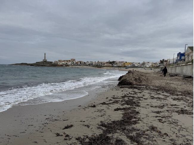 Procabo exige a Cartagena que adapte el contrato de limpieza de playas al nuevo decreto de la posidonia