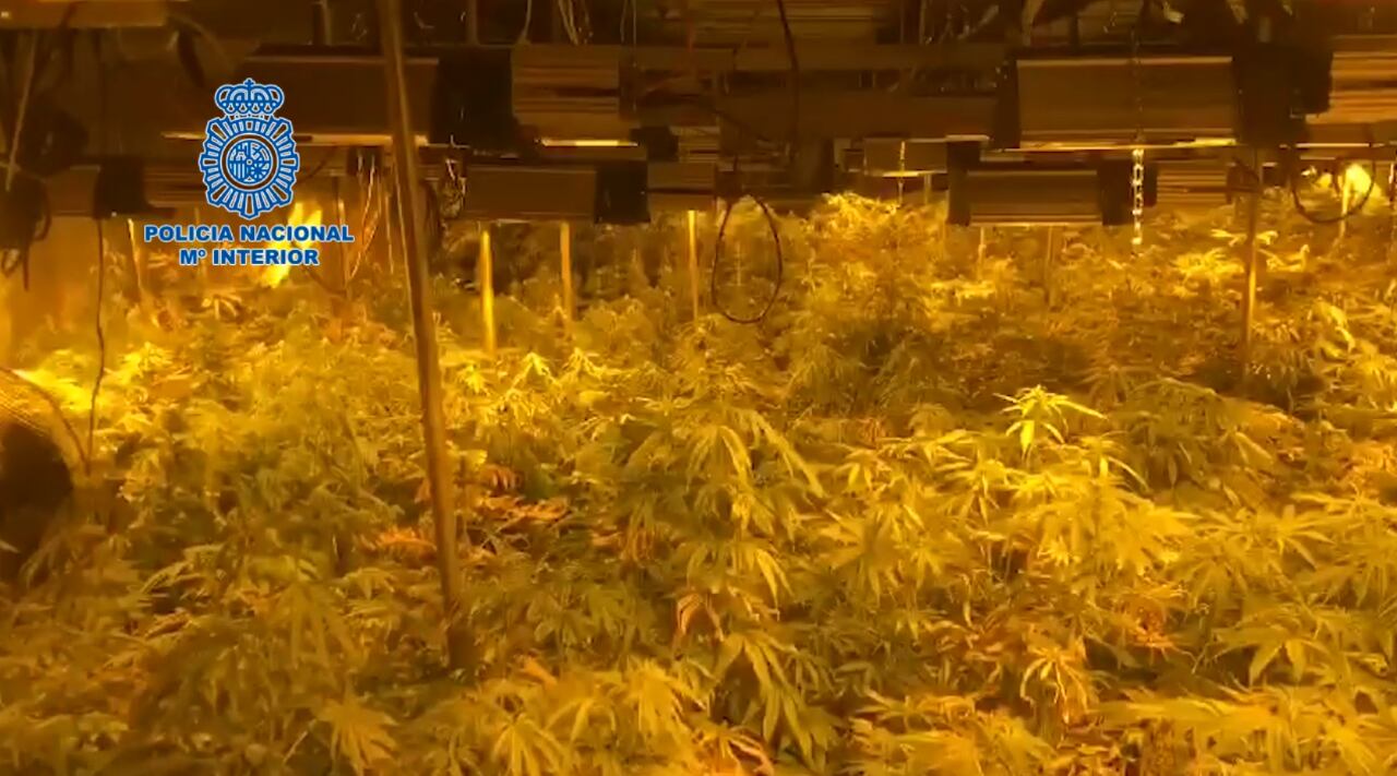 Plantas de marihuana intervenidas en Alcalá de Guadaira