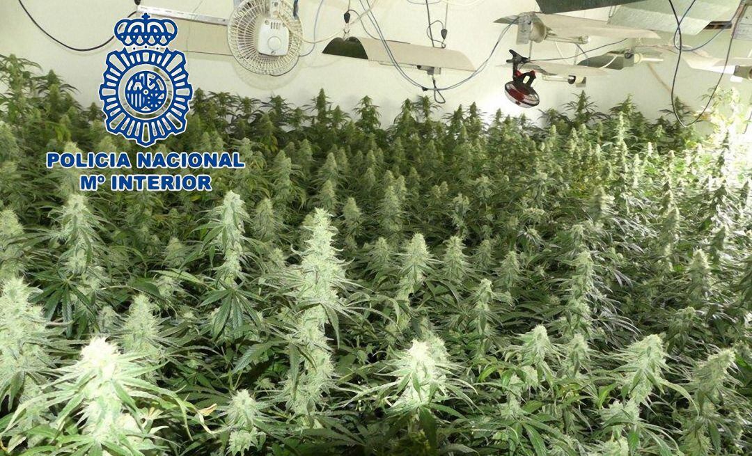 Plantación de marihuana descubierta por la Policía Nacional en Andújar el pasado mes de mayo.