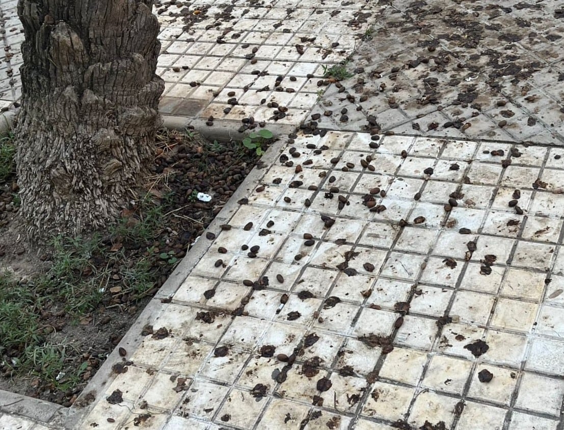 Dátiles en el suelo de una calle de Elche