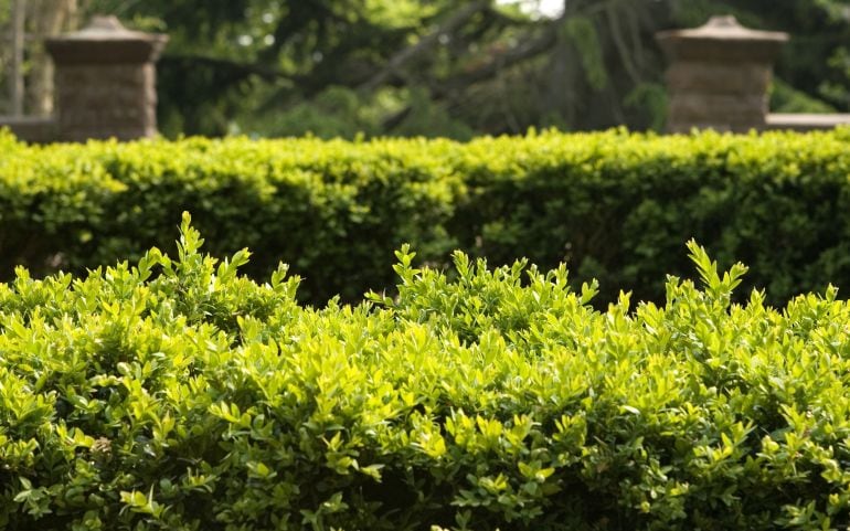 Setos de un jardín