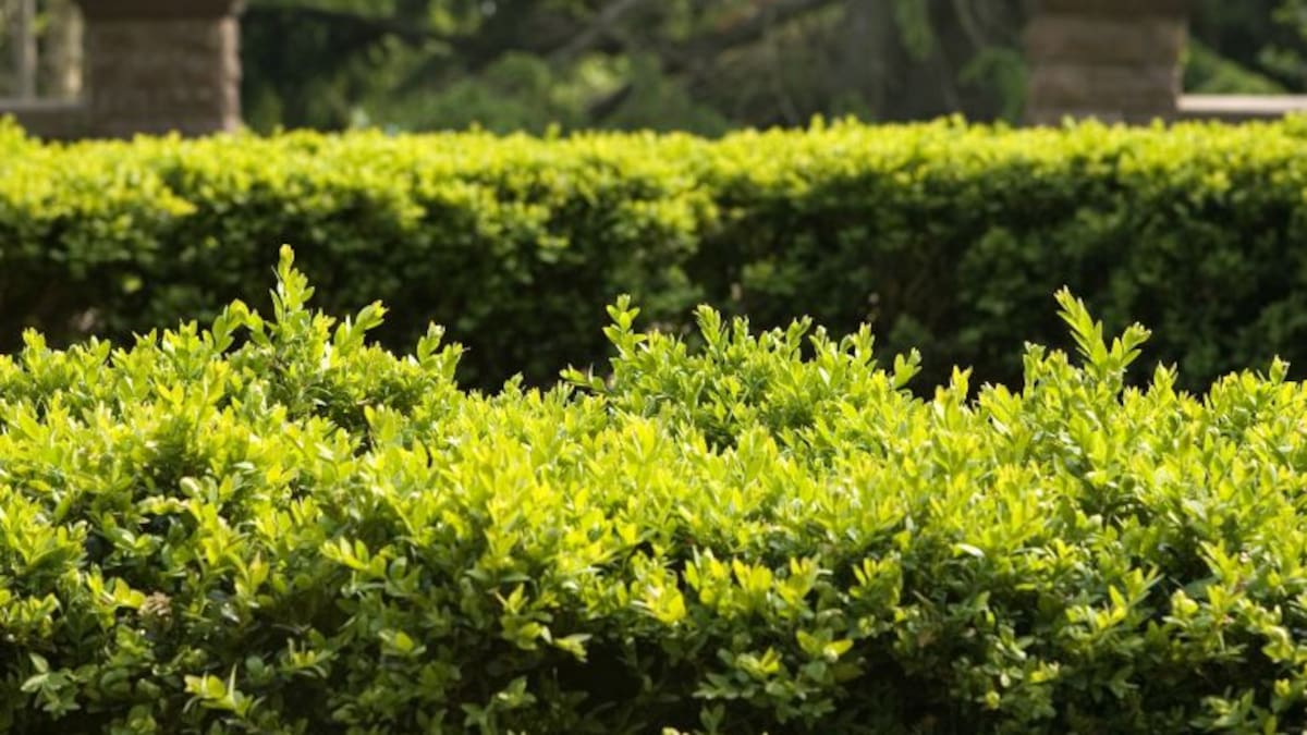CCOO, la FRAVM y Ecologistas piden la retirada de un herbicida usado en Madrid