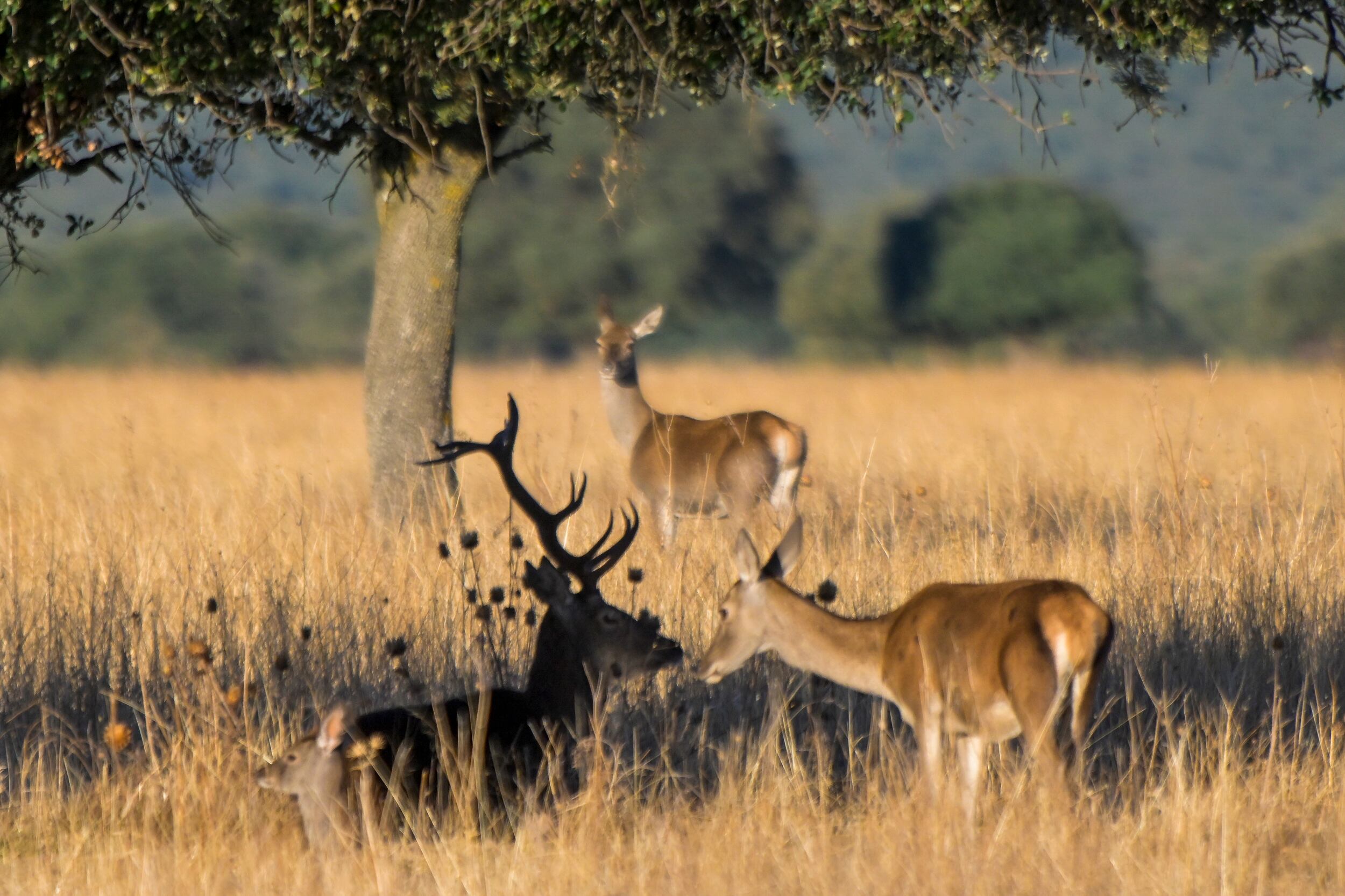 CABAÑEROS (CIUDAD REAL) , 01/10/2024.- El Parque Nacional de Cabañeros, espacio natural protegido de las provincias de Ciudad Real y Toledo, se ha convertido en un lugar inmejorable para vibrar con el ritual de apareamiento de los ciervos, conocido popularmente como la berrea, donde los amantes del medio natural pueden disfrutar durante estas semanas de uno de los espectáculos más fascinantes de la naturaleza. EFE/Jesús Monroy
