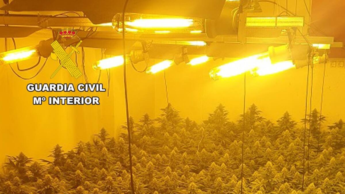 Detienen en Las Torres de Cotillas a un clan familiar dedicado al cultivo de marihuana
