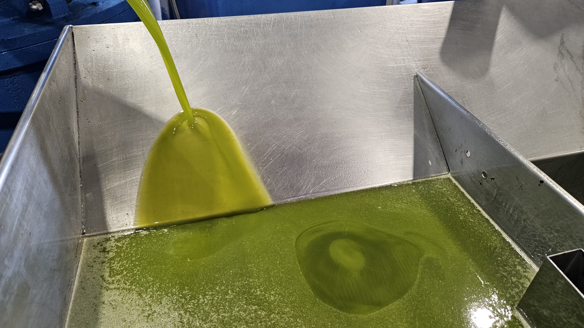 Otro momento de la extracción del primer aceite temprano de La Quinta Esencia