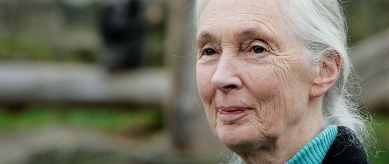 La primatóloga británica Jane Goodall, de 81 años, comenzó sus estudios de los chimpances en las costas de Tanzania hace 55 años.