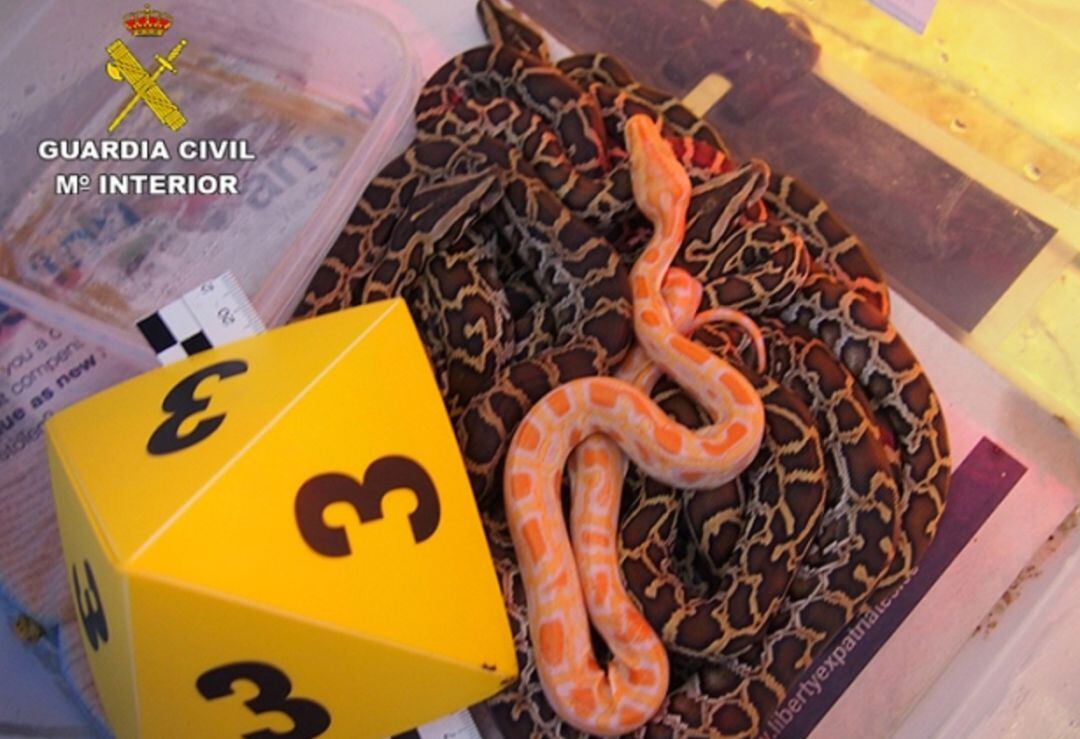 Se han incautado más de 200 animales.