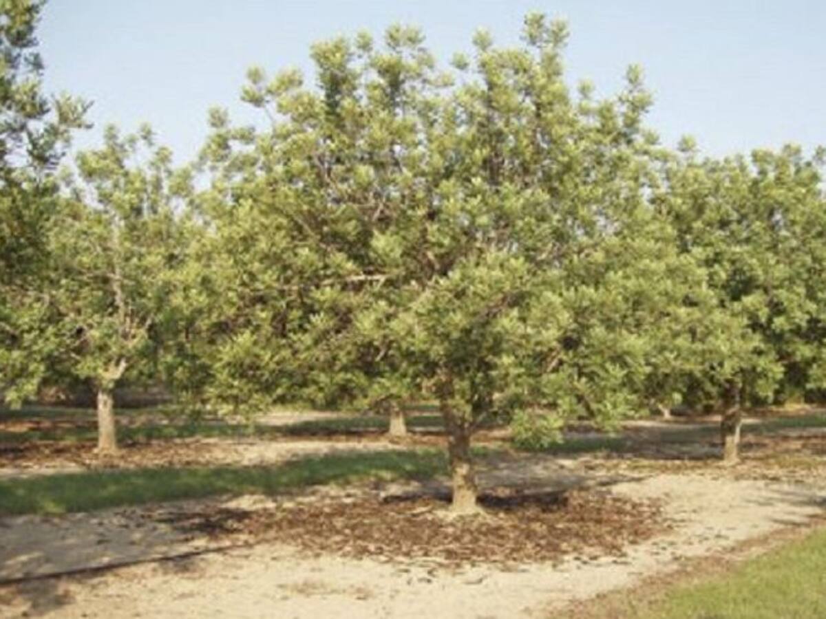 La Llavor 20-06-2015