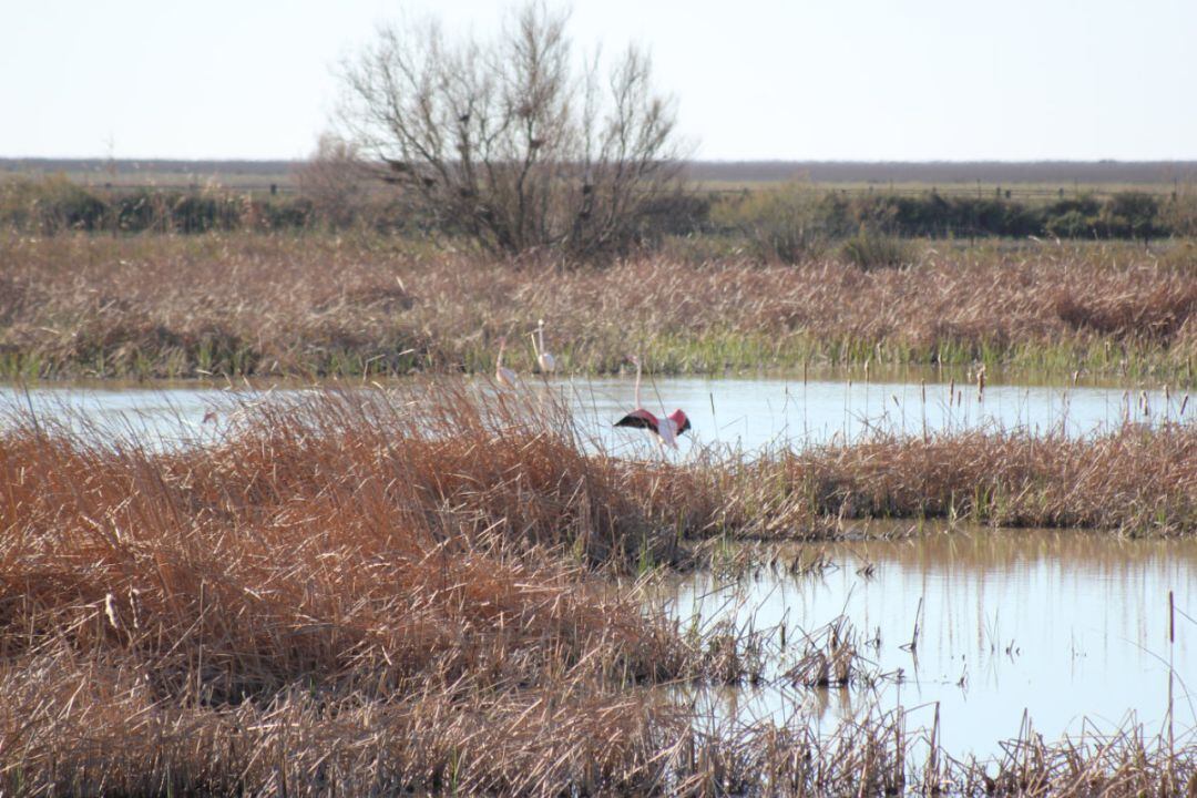 Doñana