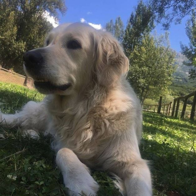 Aira descansando en el césped.