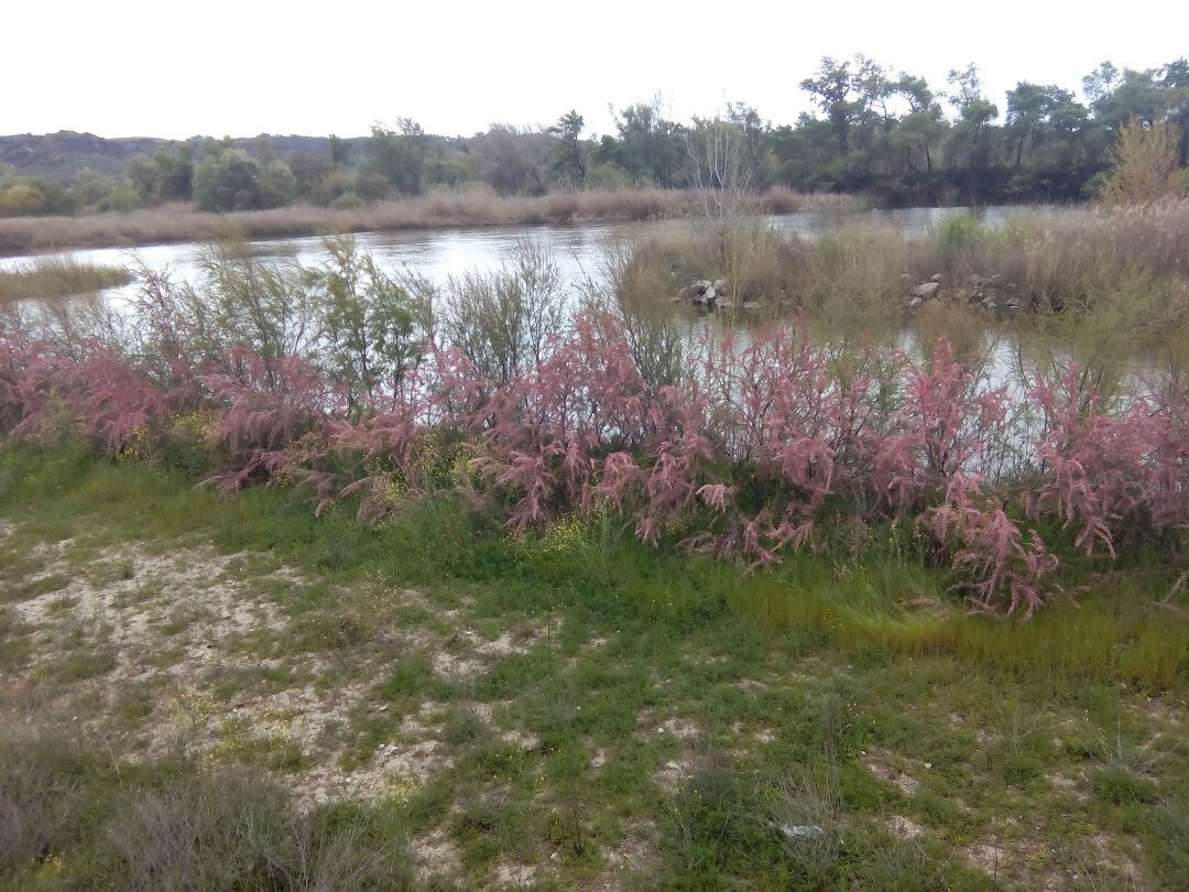 Tajo a su paso por Talavera