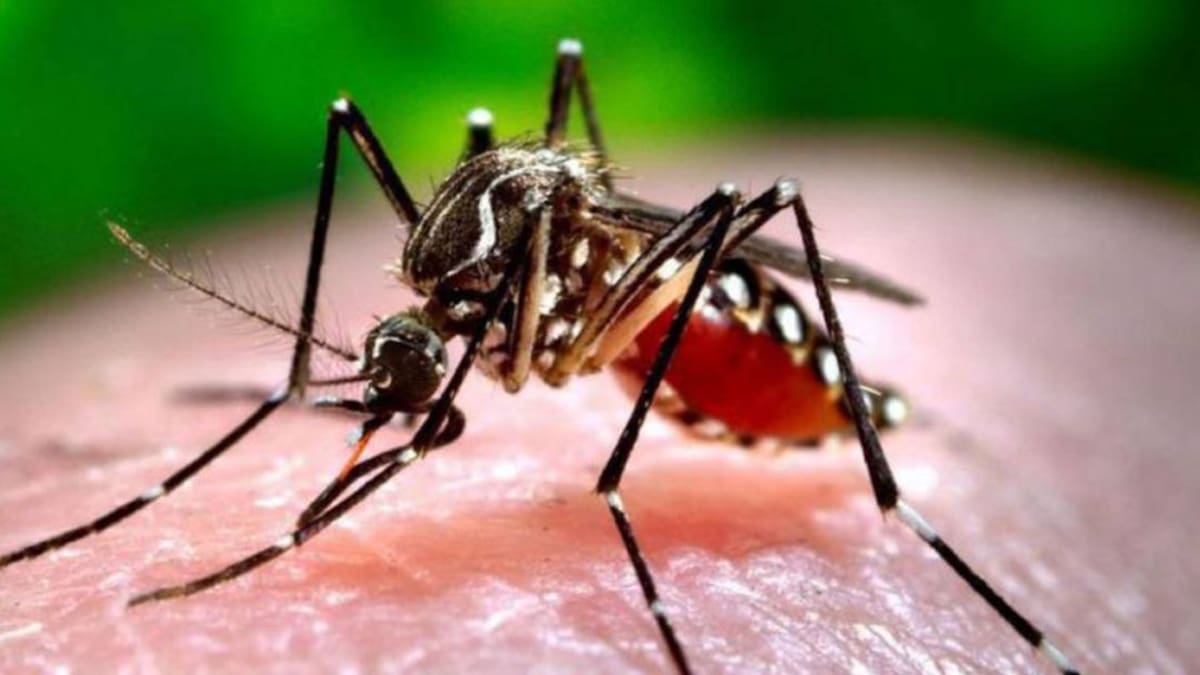 Un estudio advierte que en la provincia existe riesgo de contraer una enfermedad por picadura de mosquito