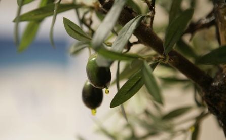 Aceitunas en un olivo.