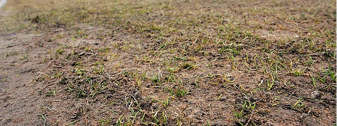 Detalle del estado del césped del estadio de Kaunas