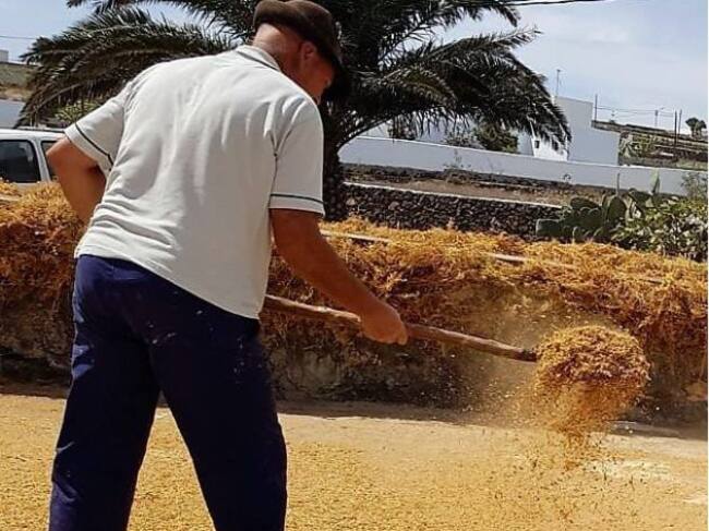 Este año, el invierno seco y soleado ha adelantado la recogida de las lentejas de la SAT El Jable.