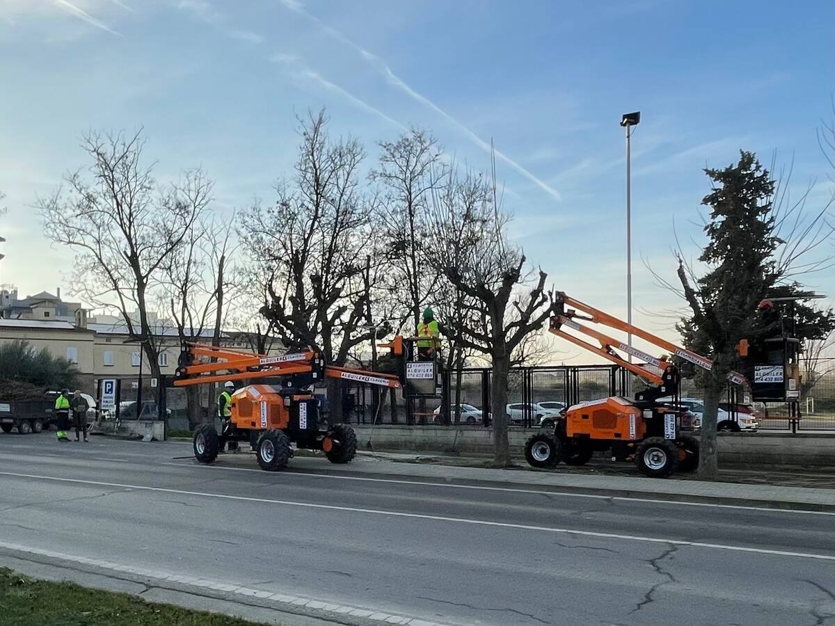 Monzón inicia la poda de unos 800 árboles