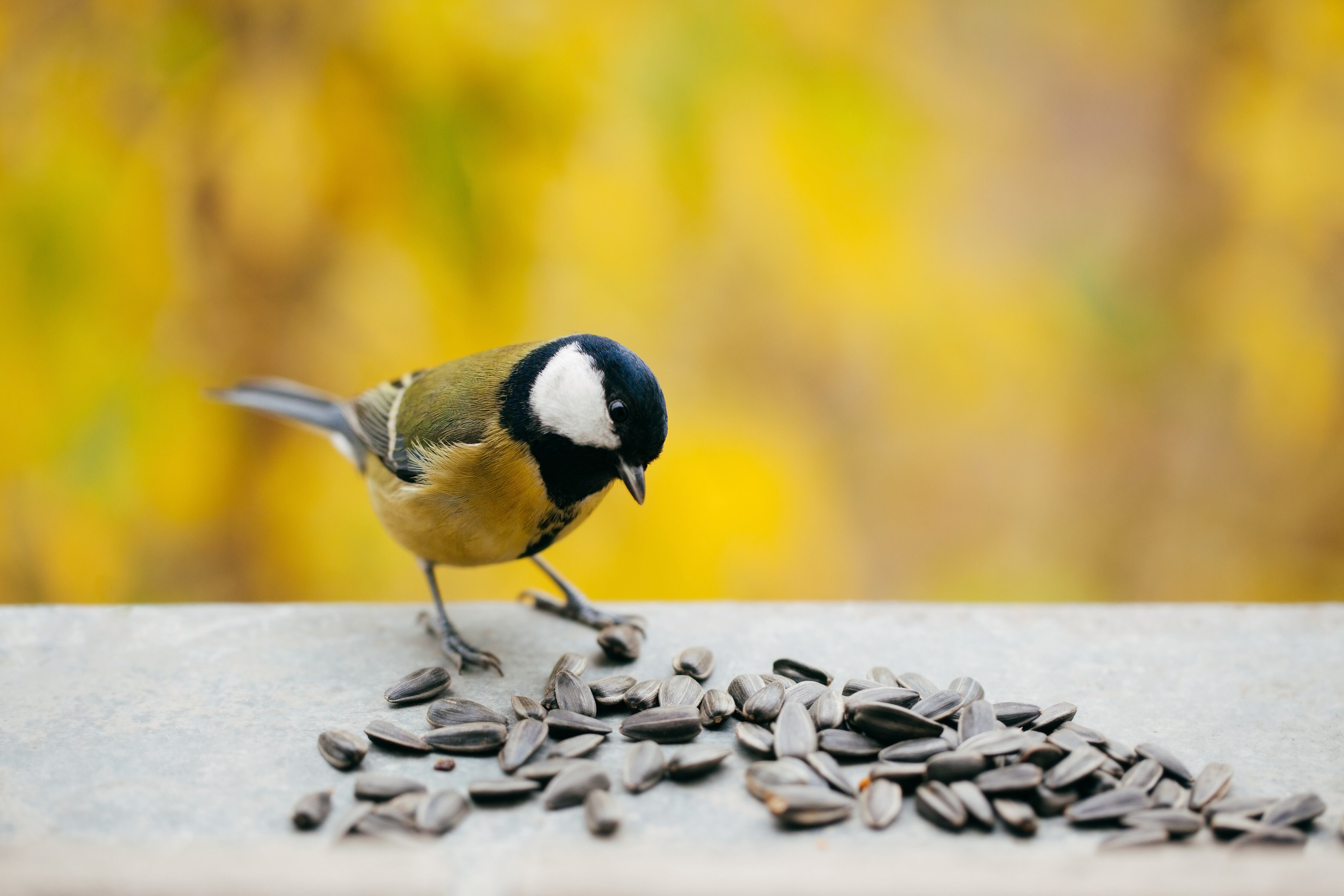 Pájaro comiendo