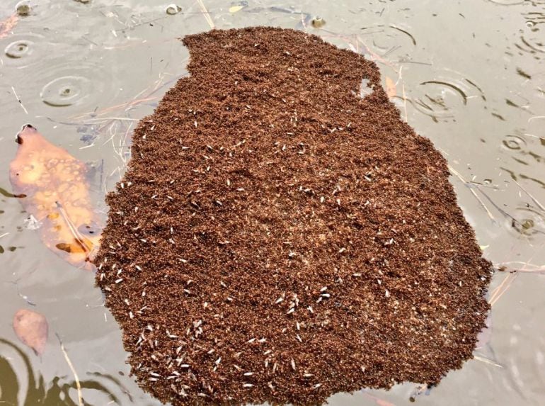 Bloque de hormigas de fuego tras el huracán Harvey.