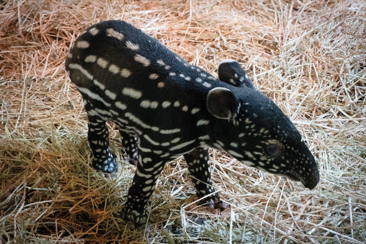 en Bioparc Fuengirola ha nacido una cría de tapir malayo (Tapirus indicus)