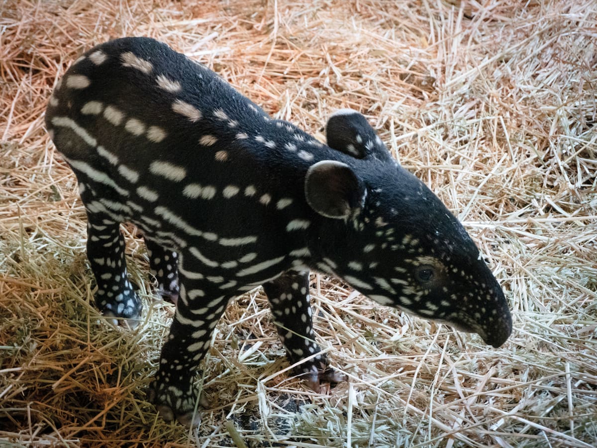 Bioparc Fuengirola marca un hito en la conservación: nace la primera cría de tapir malayo en España