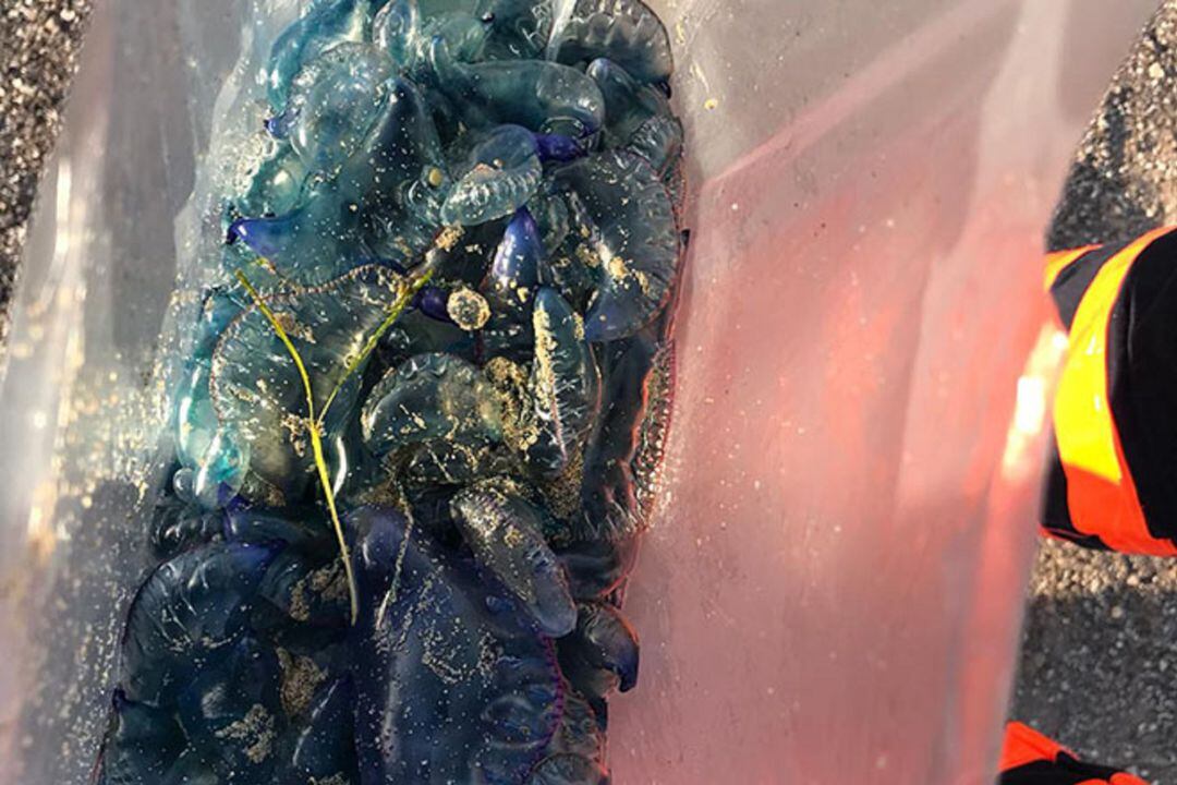 Medusas &quot;Carabelas Portugesa&quot; encontradas en la costa de Playa Blanca.