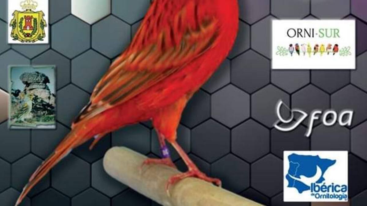 Arranca el XI Concurso Ornitológico del Campo de Gibraltar