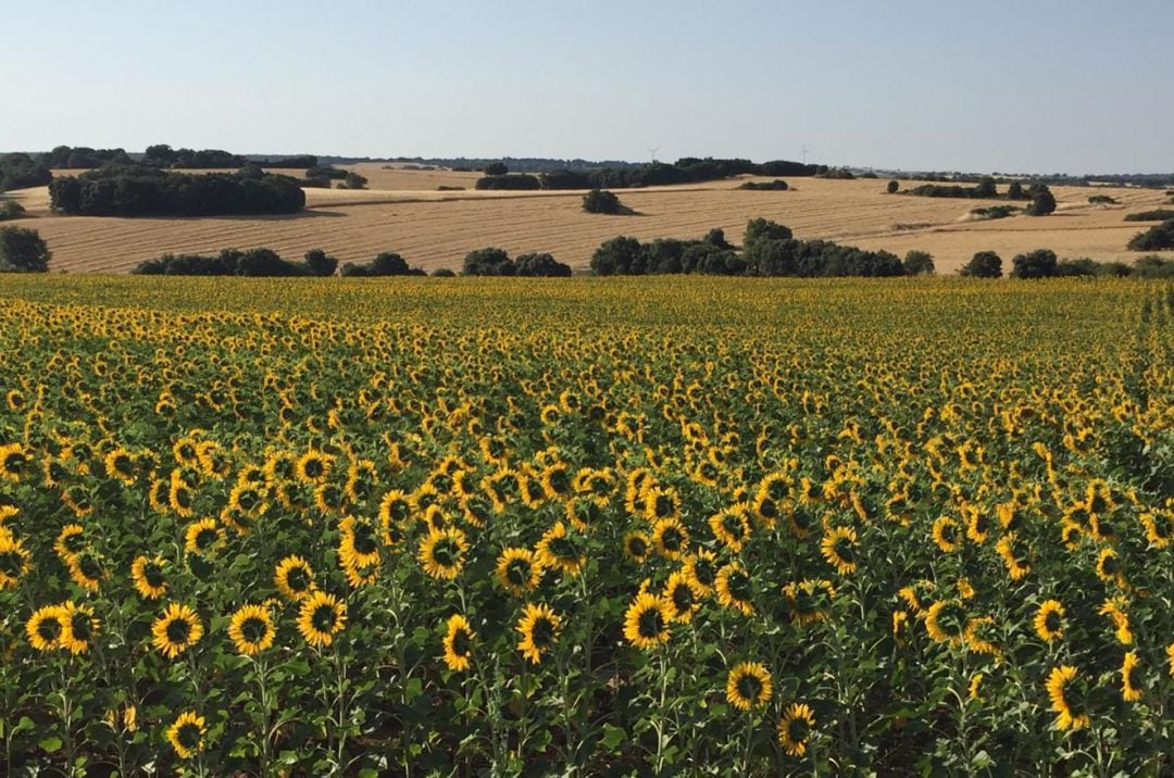 Girasoles en la Alcarria conquense