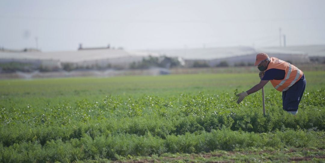 Campo de Cartagena