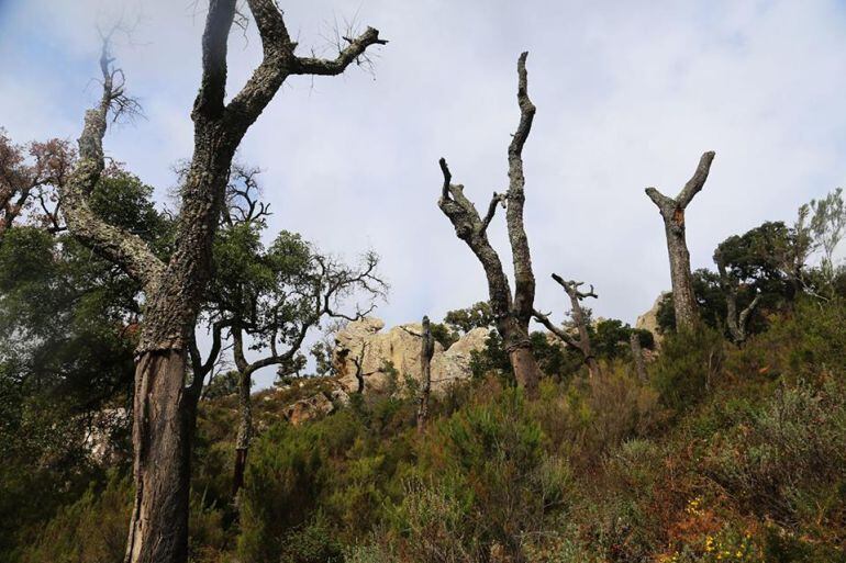 P.N. Los Alcornocales en Campo de GIbraltar