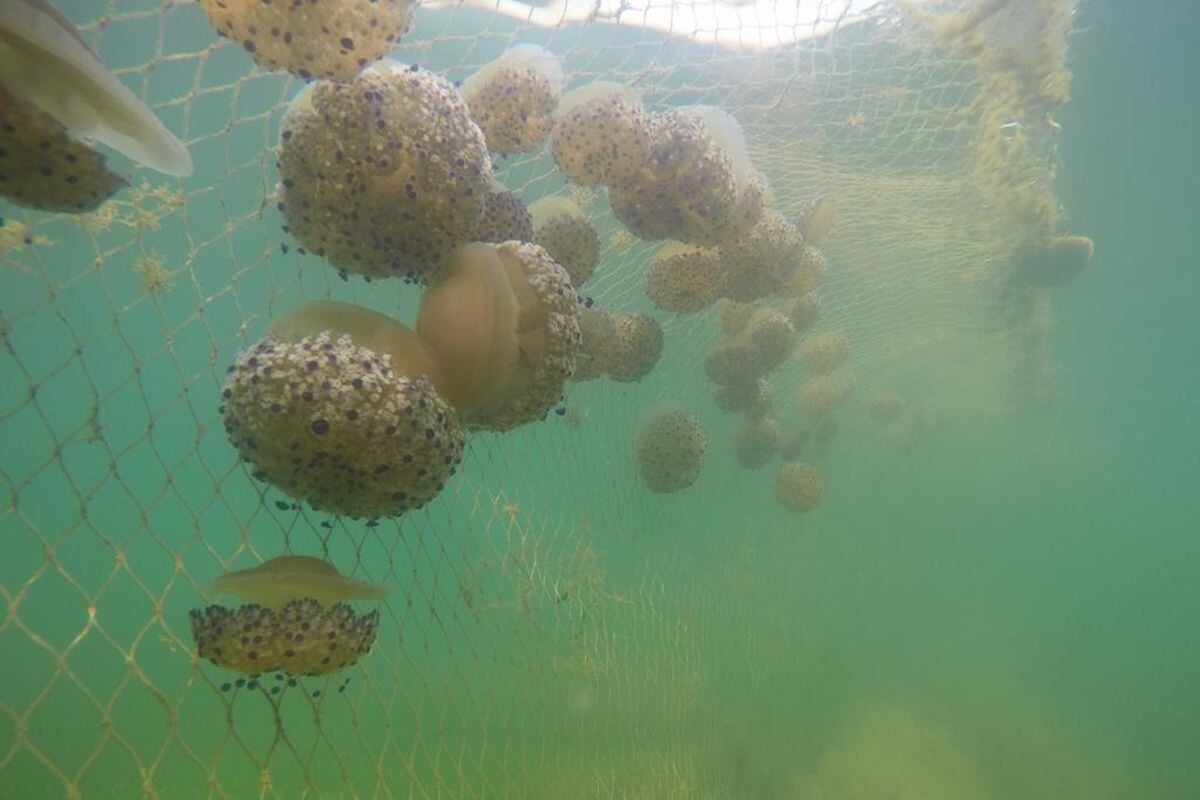 Redes antimedusas en el Mar Menor