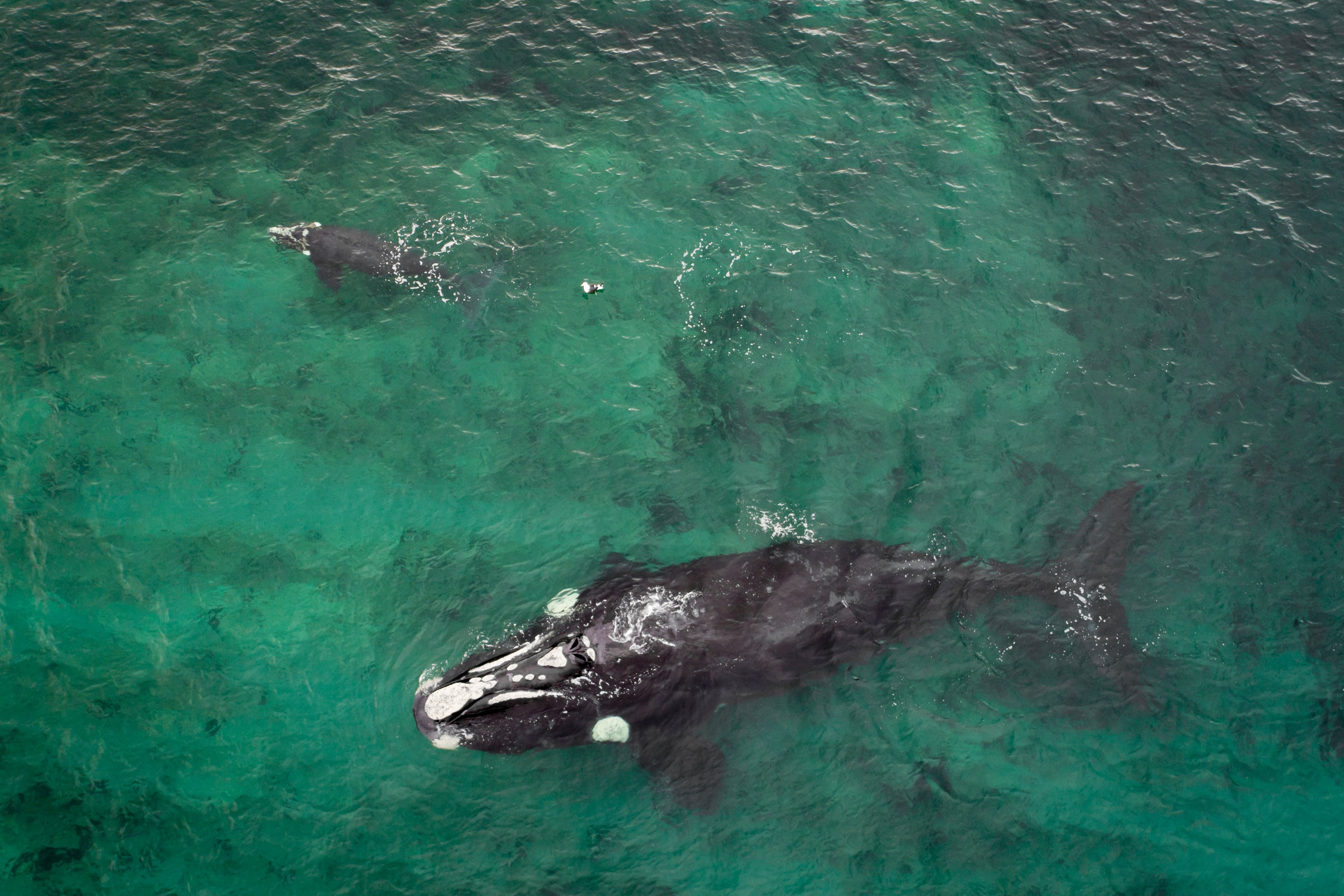 Ballena franca austral.