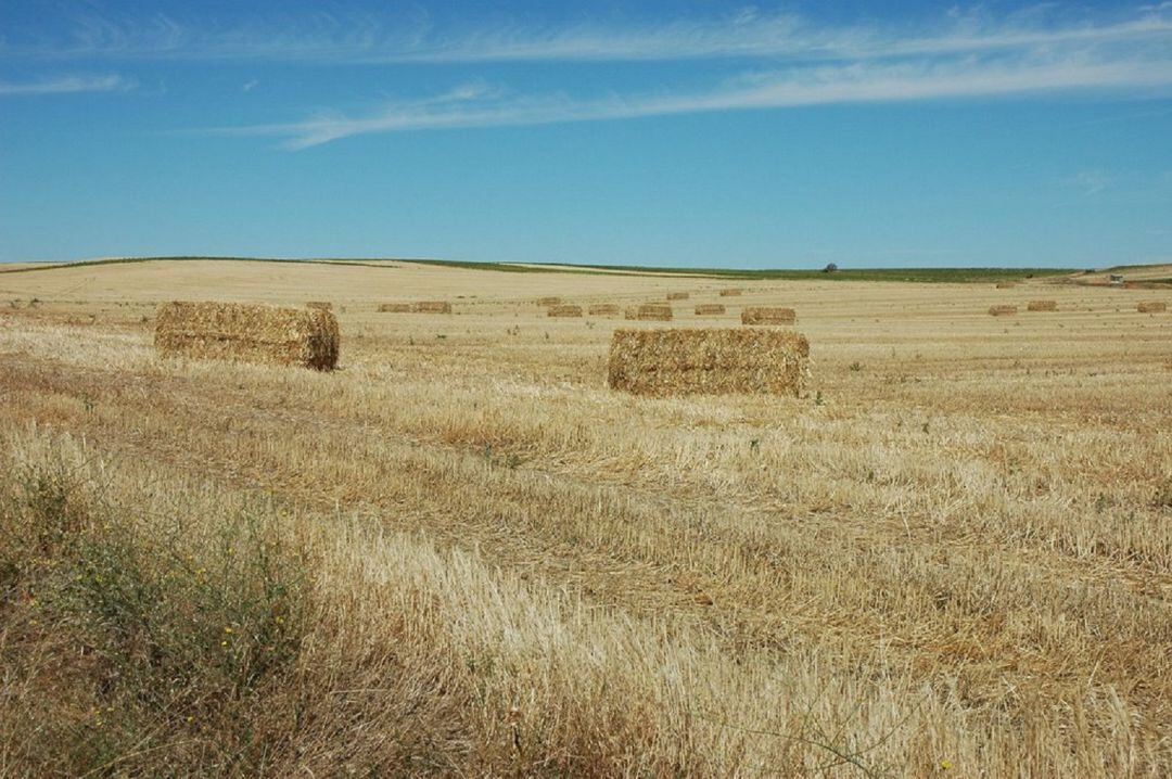 Campos de cereal