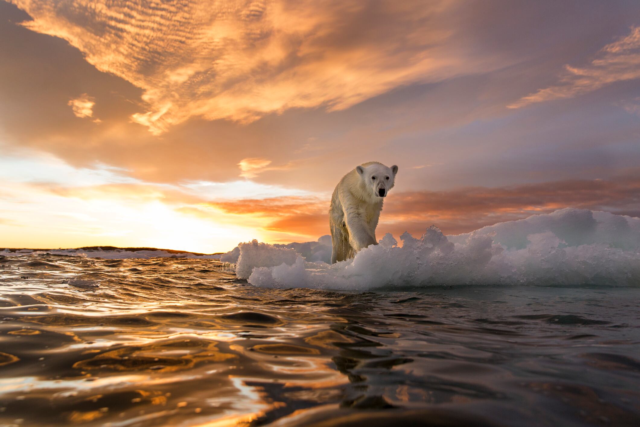 Un oso polar en Nunavut, Canadá.