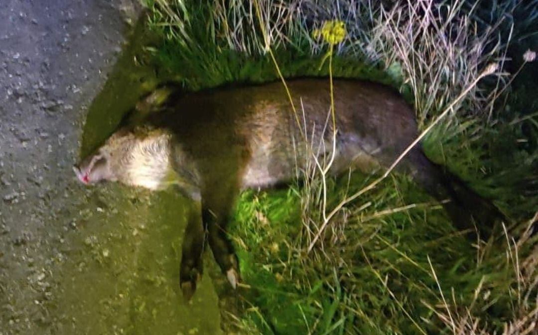 Unos de los jabalíes implicados en el accidente de la N-550