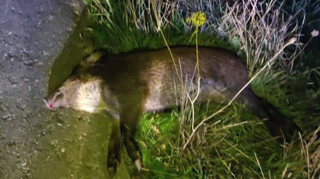 Unos de los jabalíes implicados en el accidente de la N-550