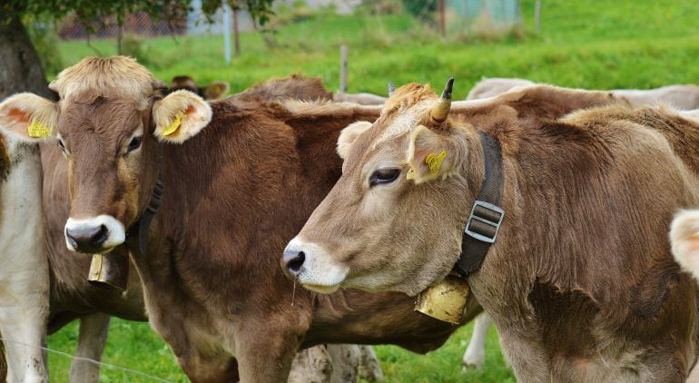 La decisión del Ejecutivo ha reabierto varios debates en torno al consumo de la leche cruda